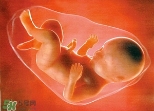 人造子宮能生孩子嗎？人造子宮成功案例