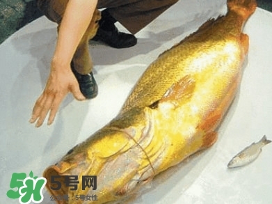 金錢鳘為什么那么貴？金錢鳘為什么能賣那么貴