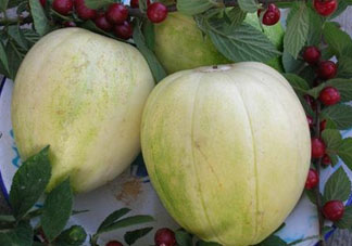 為什么吃甜瓜會嗓子疼？吃甜瓜嗓子疼怎么辦？