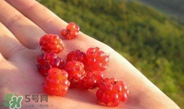 山莓怎么洗？山莓怎么吃