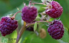 山莓怎么保存？山莓如何保存