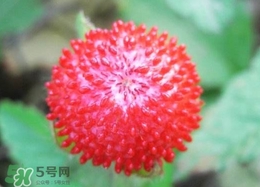 蛇莓有毒嗎？蛇莓有沒有毒