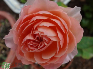 五月份可以扦插月季嗎？5月份適合插月季嗎？