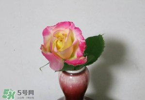 五月份可以扦插月季嗎？5月份適合插月季嗎？