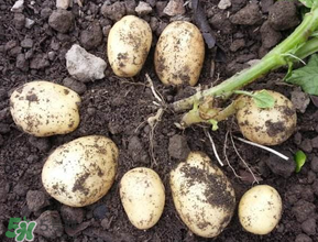 五月份可以種土豆嗎？5月份能種土豆嗎？