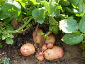 五月份可以種土豆嗎？5月份能種土豆嗎？