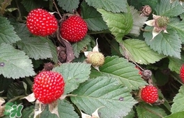 蛇莓是野草莓嗎？蛇莓和野草莓的區(qū)別