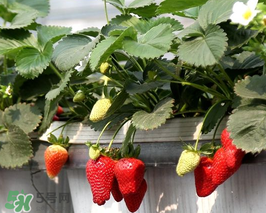 5月份可以種草莓嗎？五月份可以種草莓嗎？