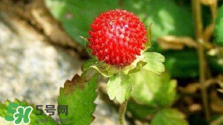 蛇莓收購多少一公斤？蛇莓價(jià)格