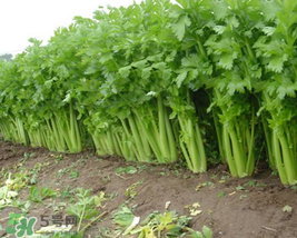 五月份可以種芹菜嗎？芹菜適合什么時(shí)候播種？