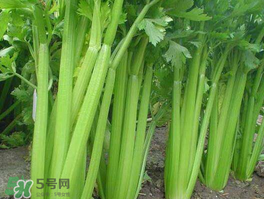 五月份可以種芹菜嗎？芹菜適合什么時(shí)候播種？