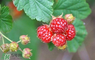 覆盆子孕婦能吃嗎？孕婦能不能吃覆盆子