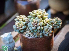 五月份適合種多肉嗎？什么季節(jié)適合種多肉？