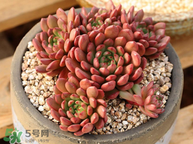 五月份適合種多肉嗎？什么季節(jié)適合種多肉？