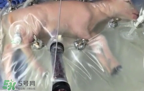 人造子宮初現(xiàn)曙光，未來將是男媽媽的天下？