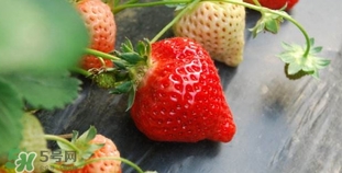 野草莓有毒嗎？野草莓有沒有毒