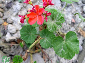 五月份種什么花？5月份適合種什么花？