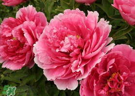 五月份種什么花？5月份適合種什么花？