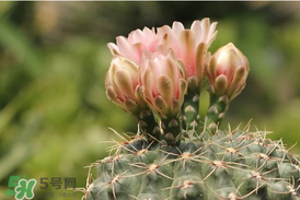 五月份種什么花？5月份適合種什么花？