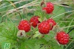 空心泡能吃嗎？空心泡與樹(shù)莓的差別