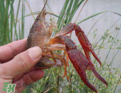 五月份能釣龍蝦嗎？5月份可以釣龍蝦嗎？