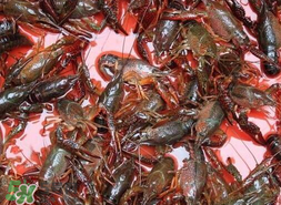 五月份能釣龍蝦嗎？5月份可以釣龍蝦嗎？