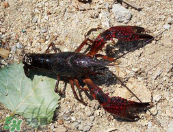 五月份能釣龍蝦嗎？5月份可以釣龍蝦嗎？