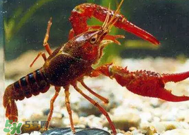 什么時(shí)候釣龍蝦最好？龍蝦幾月份能釣？