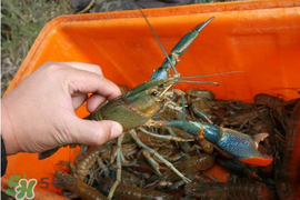 5月份適合養(yǎng)小龍蝦嗎？幾月份適合養(yǎng)龍蝦？