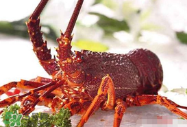 5月份適合養(yǎng)小龍蝦嗎？幾月份適合養(yǎng)龍蝦？