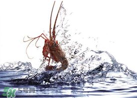 5月份適合養(yǎng)小龍蝦嗎？幾月份適合養(yǎng)龍蝦？