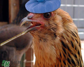 五月份還有禽流感嗎？禽流感幾月份結(jié)束？