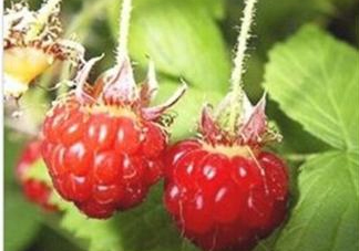 山莓能不能生吃？山莓可不可以生吃？