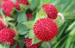 蛇莓有毒嗎？蛇莓有沒有毒