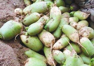 五月份可以種蘿卜嗎？幾月份種蘿卜最合適？