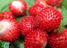 蛇莓收購多少一公斤？蛇莓價(jià)格