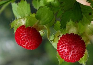 蛇莓是野草莓嗎？蛇莓和野草莓的區(qū)別