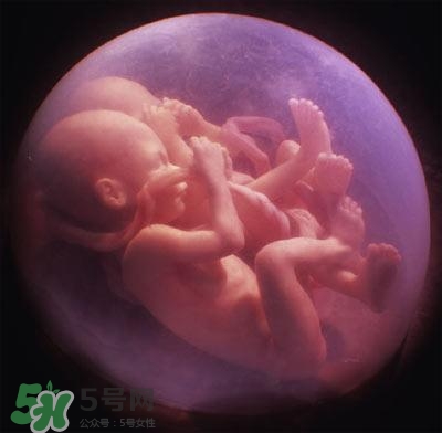 胎兒在媽媽肚子里都會(huì)干啥？胎兒的神奇世界