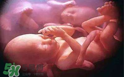 胎兒在媽媽肚子里都會(huì)干啥？胎兒的神奇世界