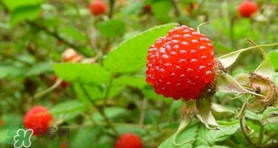 野草莓可以吃嗎？野草莓能不能吃