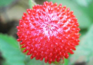 蛇莓有毒嗎？蛇莓有沒有毒