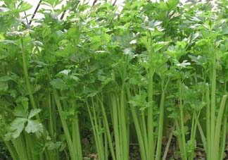 五月份可以種芹菜嗎？芹菜適合什么時候播種？