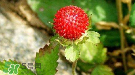 蛇莓有毒嗎？蛇莓有沒有毒