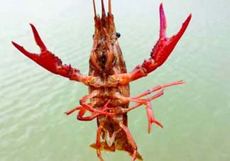 什么時候釣龍蝦最好？龍蝦幾月份能釣？