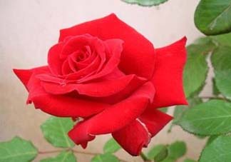 五月份可以扦插月季嗎？5月份適合插月季嗎？