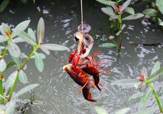 五月份能釣龍蝦嗎？5月份可以釣龍蝦嗎？