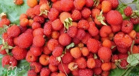 野草莓能吃嗎？野草莓圖片