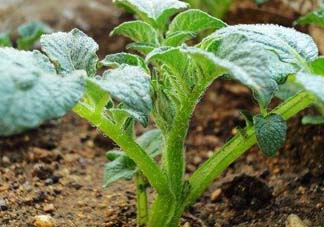 五月份可以種土豆嗎？5月份能種土豆嗎？