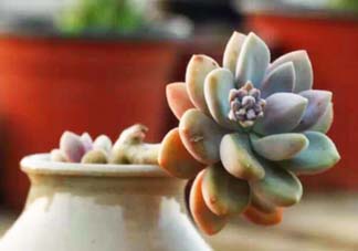 五月份適合種多肉嗎？什么季節(jié)適合種多肉？