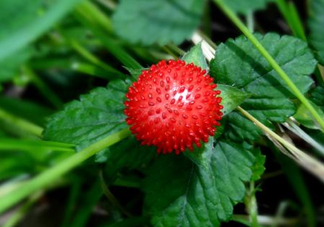 蛇莓是蛇吃的嗎？蛇莓為什么叫蛇莓？